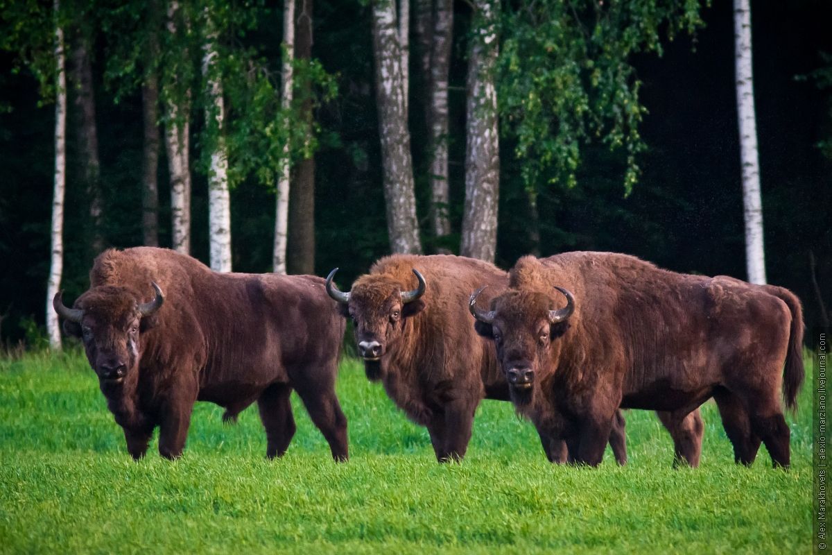 Belovezhskaya Pushcha National Park